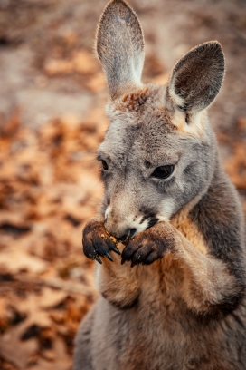 可爱的澳洲袋鼠