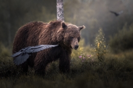 芬兰的熊