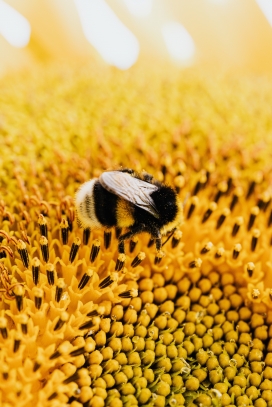 向日葵花瓣中采蜜的蜜蜂