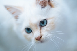 蓝眼白猫宠物