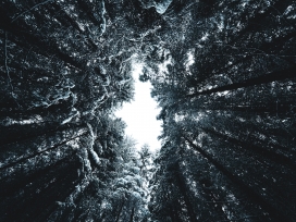 仰拍的森林雪树