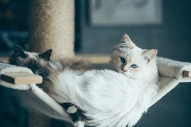 躺在吊床上的白猫黑猫