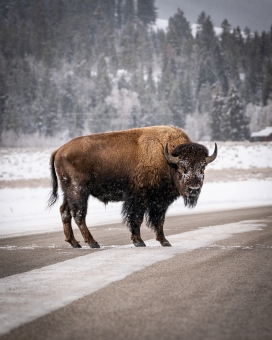冬季马路上的牦牛