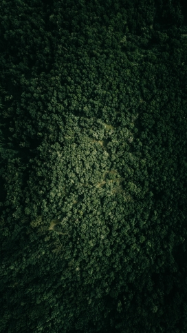 俯拍的绿色森林树木林