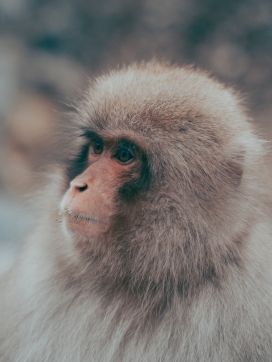 灰色猕猴猴子图片