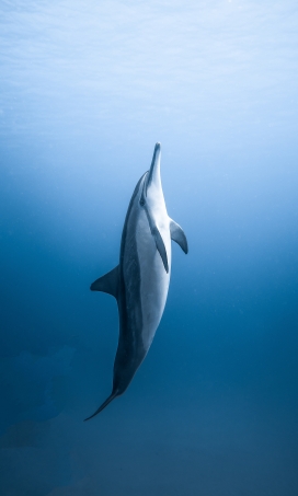蓝色水域中的白色海豚