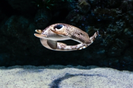 海底游泳的俏皮海鳗鱼
