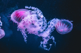 蓝紫色水母海洋图