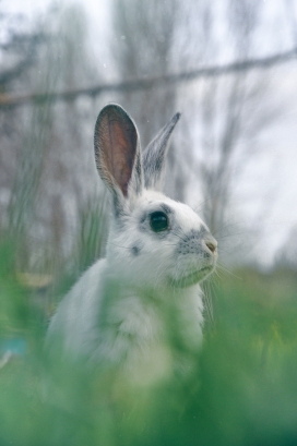 躲在绿色草丛中的灰色兔子
