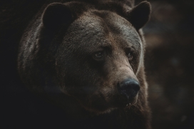 凶猛的黑色棕熊动物图