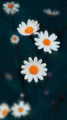 白色小雏菊花瓣图