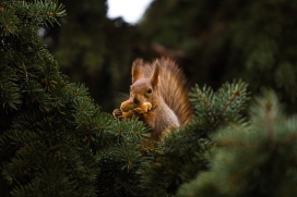 松树中啃食松果的小松鼠