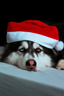 带圣诞帽的哈士奇狗
