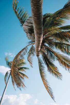 蓝色棕榈树风景图