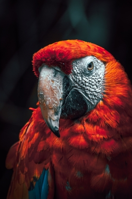 红色金刚鹦鹉鸟