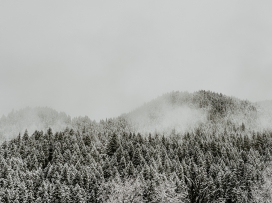 被雪与雾气覆盖的树林