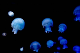 紫蓝色灯塔小水母群图片