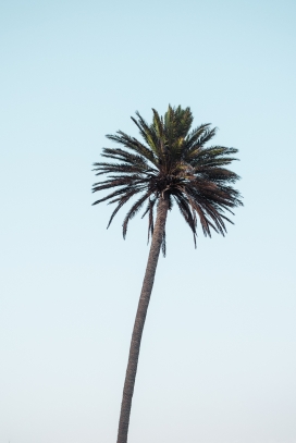仰拍的椰子树