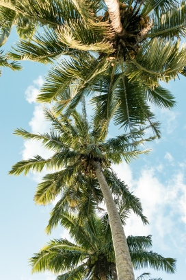 仰拍热带棕榈树图