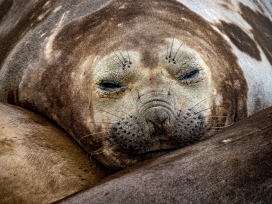 躺在礁石上睡觉的海狮