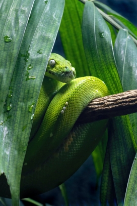 隐藏在绿色草丛中的绿色蟒蛇