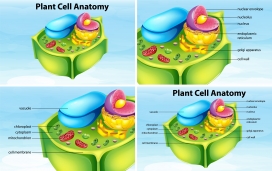 绿色立体植物细胞解剖结构素材下载