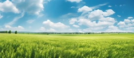 蓝天下的绿色大草原