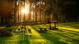 阳光下的森林长椅图