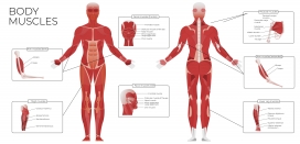 卡通人体肌肉解剖平面信息图矢量素材下载
