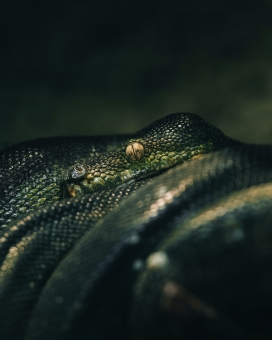 令人惊叹的蟒蛇休息照片，展现了大自然的宁静一面