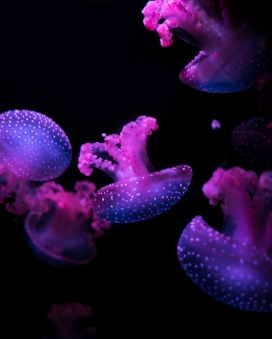 蓝紫色沉入水底的水母生物图
