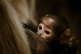 哺乳期喂奶中的小猴子