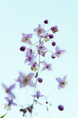 蓝天下的紫花唐松草图