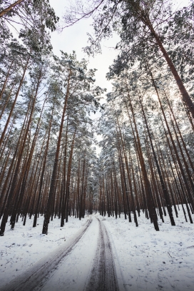 冬季森林雪路