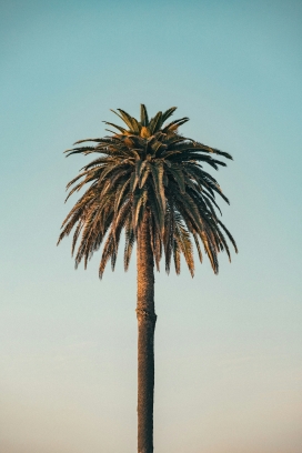 笔直的棕榈树图