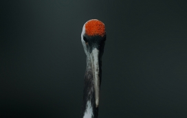 红头白鹤鸟图