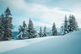浅蓝色的冬季雪松山丘风景图