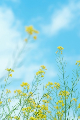 蓝天下的金黄油彩花