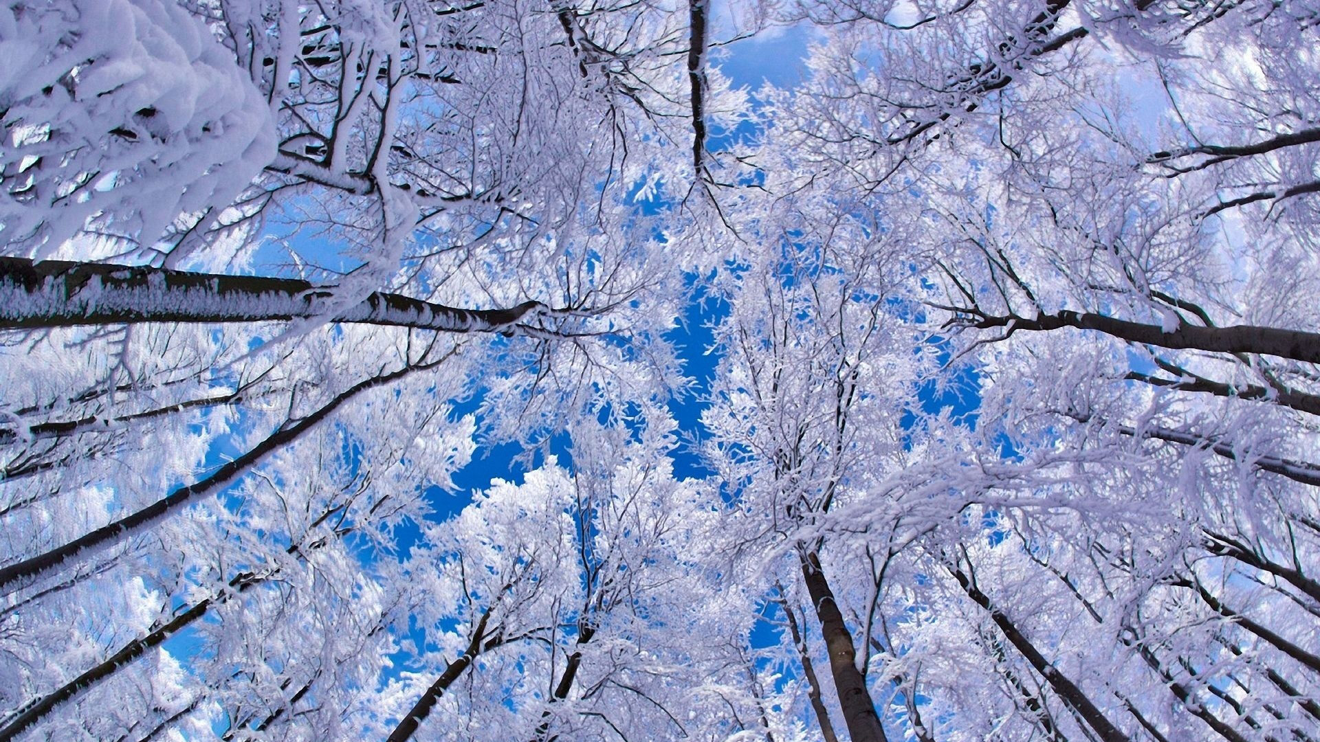 冬雪景 高清晰雪景色 树林树木壁纸 手机移动版