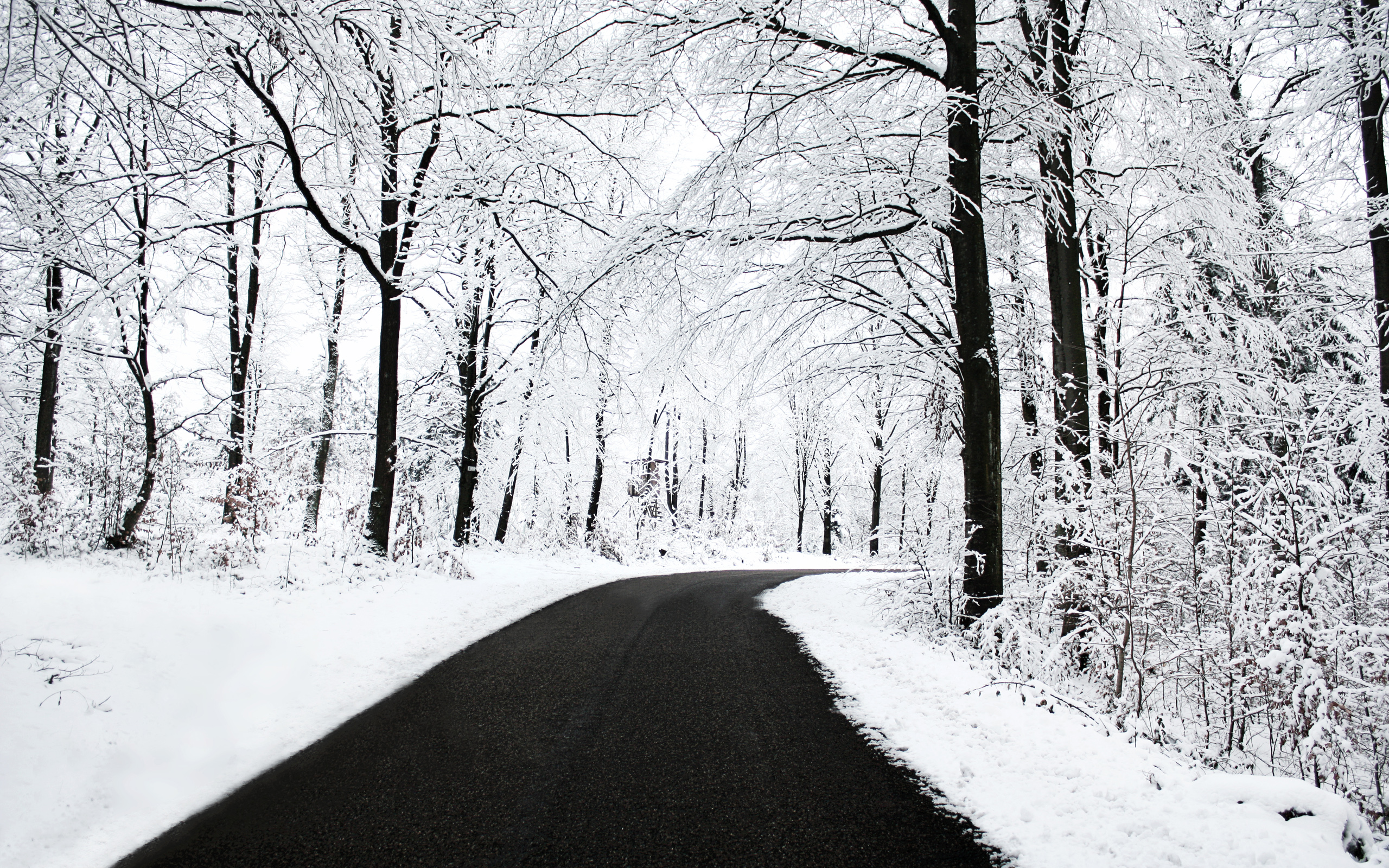 冬雪景 高清晰雪景色 树林树木壁纸 手机移动版