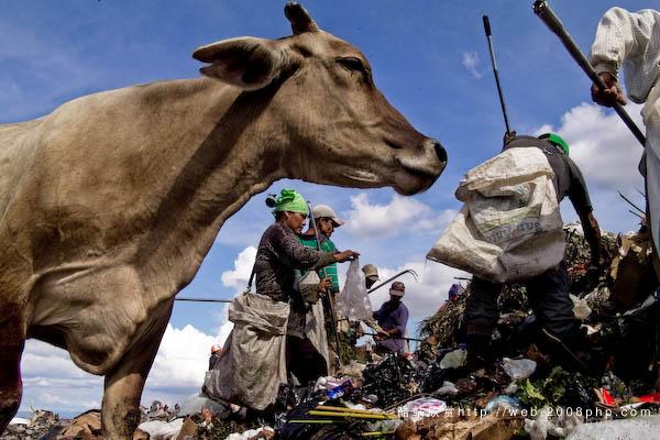 巴西垃圾场工人拾垃圾场面摄影---酷图编号11