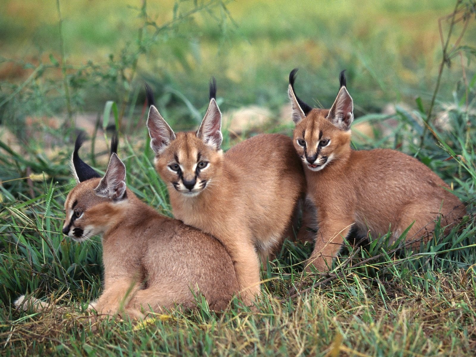 非洲大草原食肉猫科凶猛野生动物高清晰摄影壁纸
