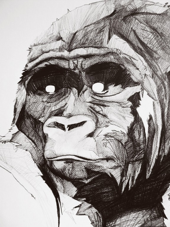 国外手绘大猩猩速写插画图片