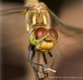 欧美动物昆虫眼睛眼珠超微近距放大特写摄影欣赏