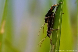 欧美摄影大师：昆虫小型动物近距微距超清晰摄影欣赏