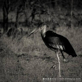英国Fred Relaix震撼非洲自然野生动物黑白摄影欣赏