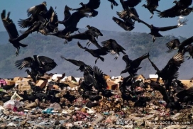 巴西垃圾场工人拾垃圾场面摄影