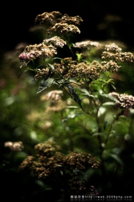 https://www.2008php.com/欧美公园植物艺术微距摄影