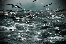 伊斯坦布尔Istanbul Collection海鸟海鸥岛屿摄影欣赏