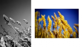 欧美Walls墙野外植物芦苇艺术摄影